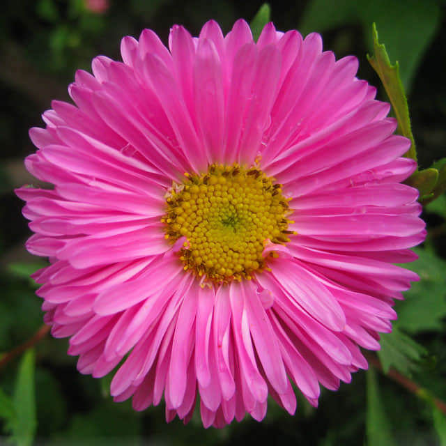 Callistephus chinensis