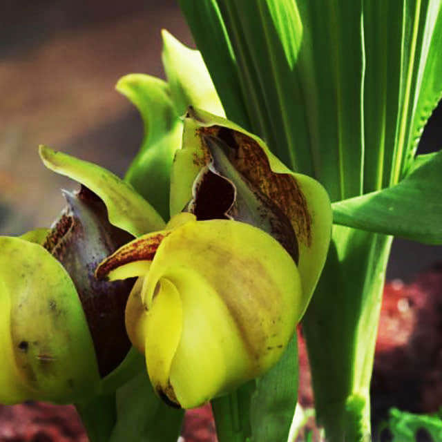 Anguloa uniflora