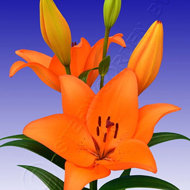 Lilium hybrid Corolla White Powder