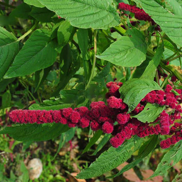 Amaranthus caudatus