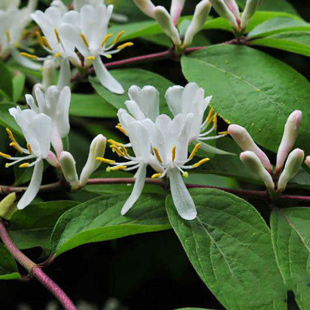 Lonicera xylosteum
