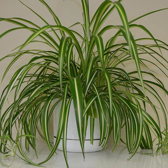 Chlorophytum comosum Green Brown Leaf Tips