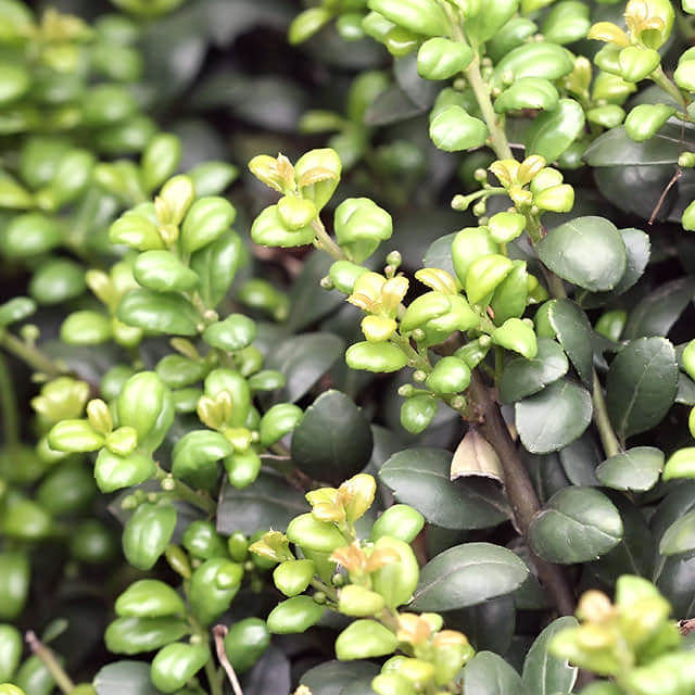 Ilex crenata