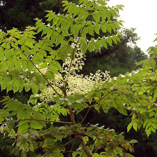 Aralia elata