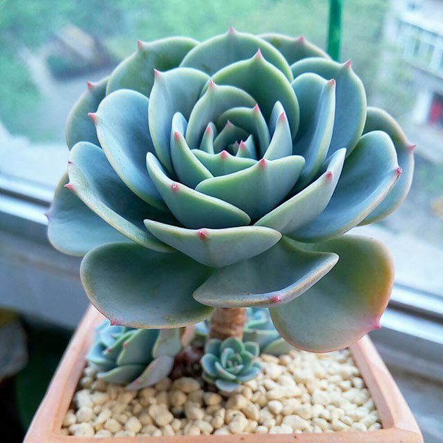 Echeveria secunda glauca White Powder
