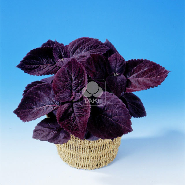 Coleus Palisandra