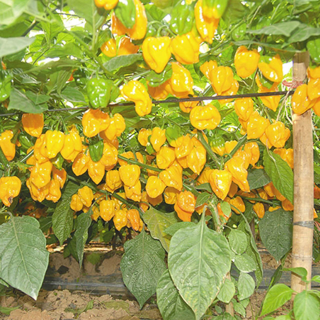 Capsicum chinense Sticky Leaves
