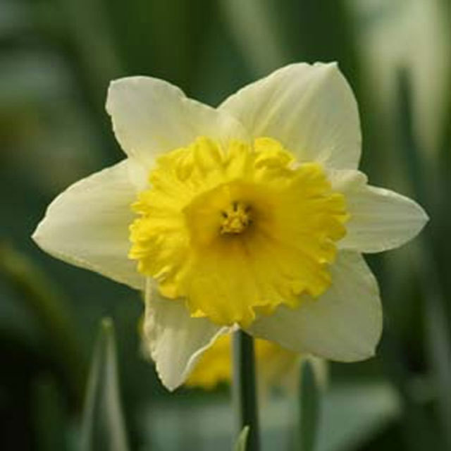 Narcissus Las Vegas