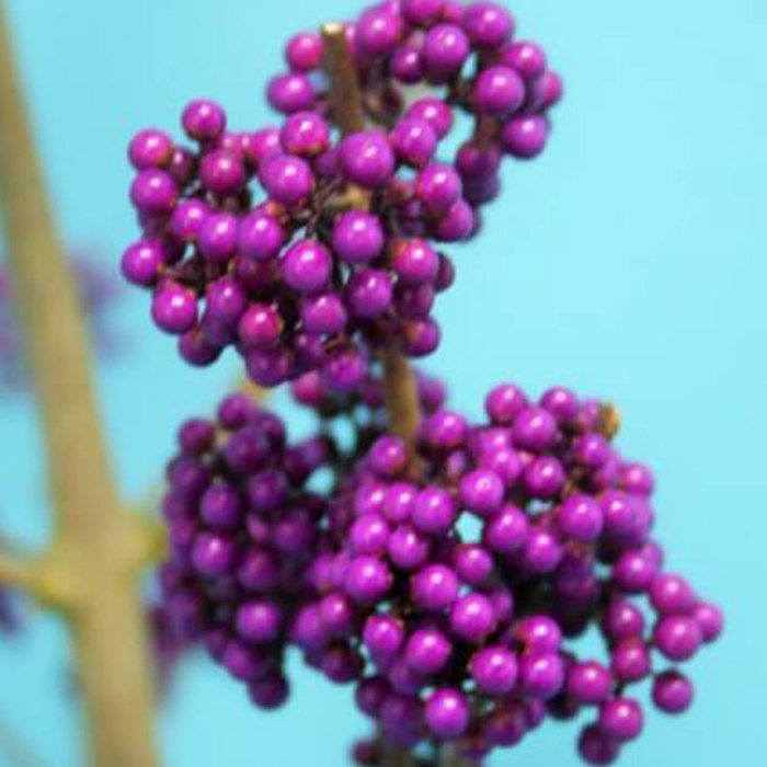 Callicarpa bodinieri Magical Amethyst