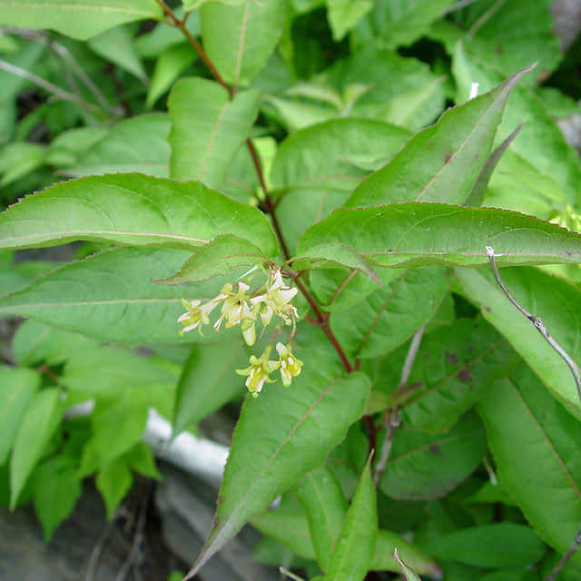 Diervilla lonicera