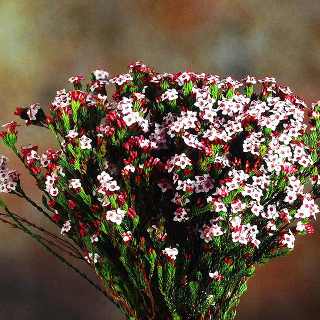 Erica Four Sisters