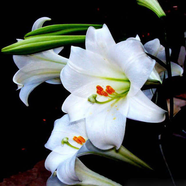 Lilium humboldtii