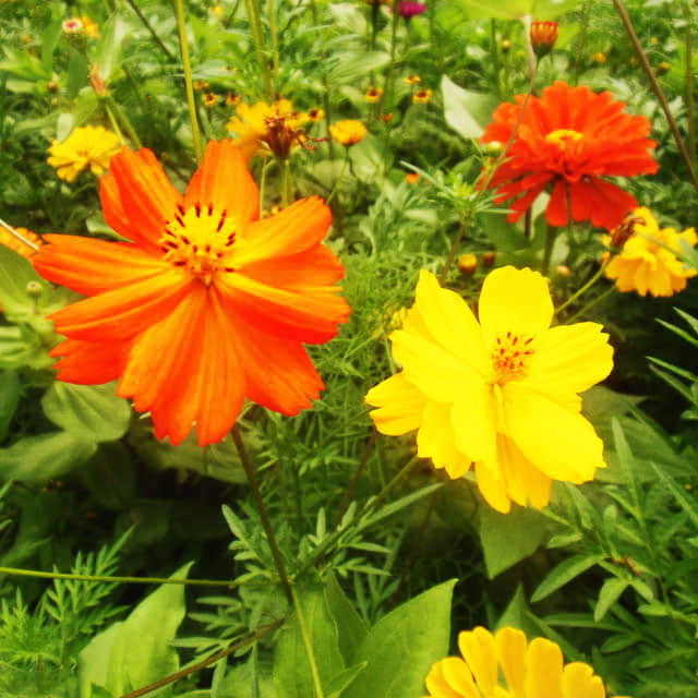 Cosmos sulphureus