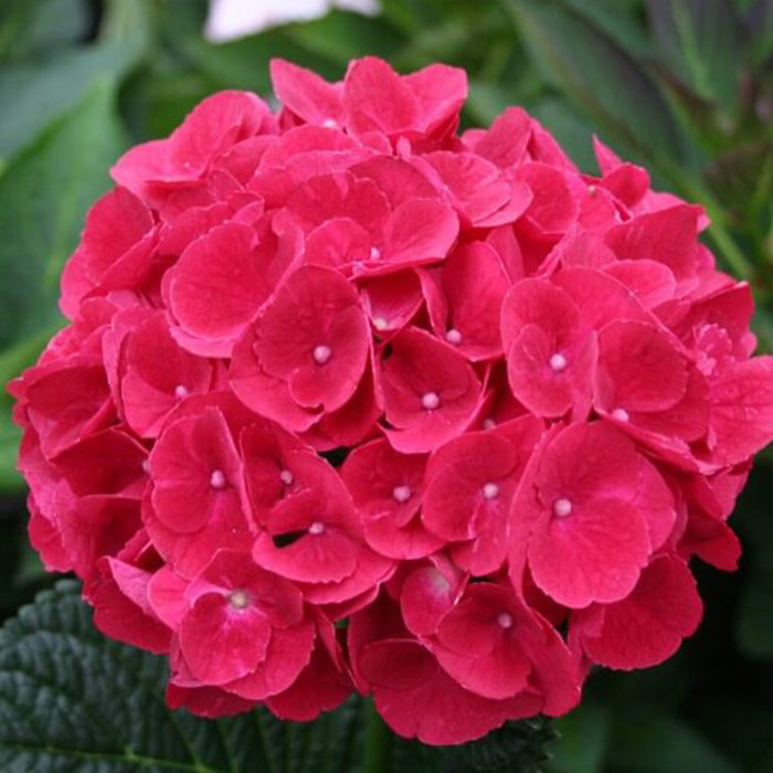 Hydrangea macrophylla Magical Amore Sticky Leaves