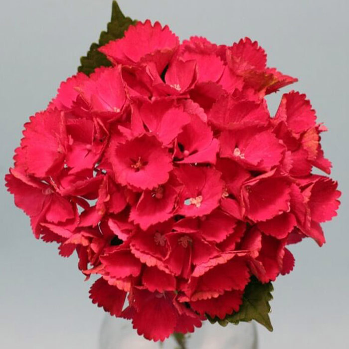 Hydrangea macrophylla Magical Ballade Sticky Leaves