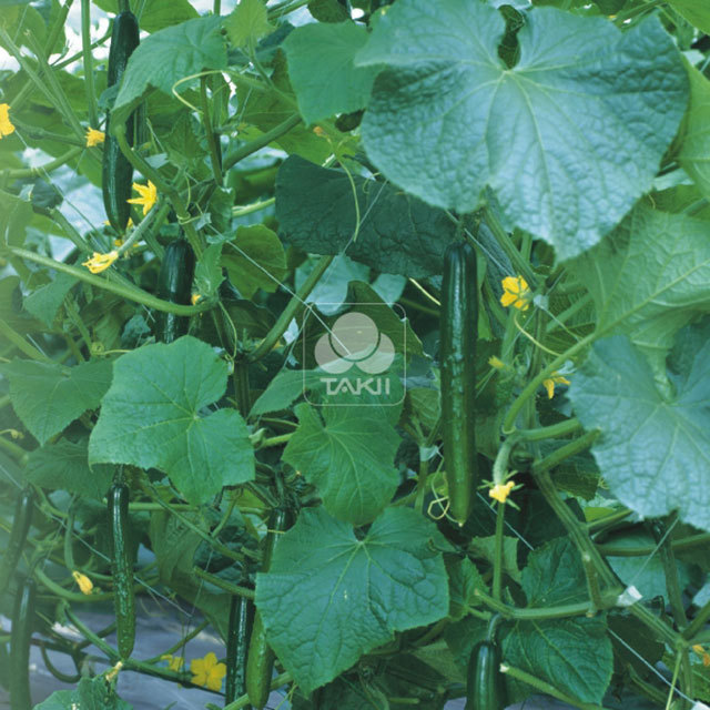 Cucumis sativus Bon Odori F1