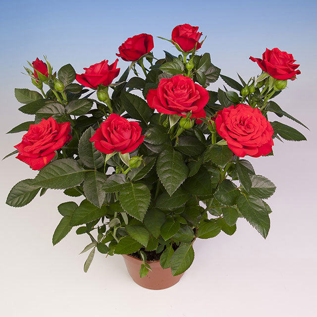 Mini Rose Bling Chili Star Fine Webbing
