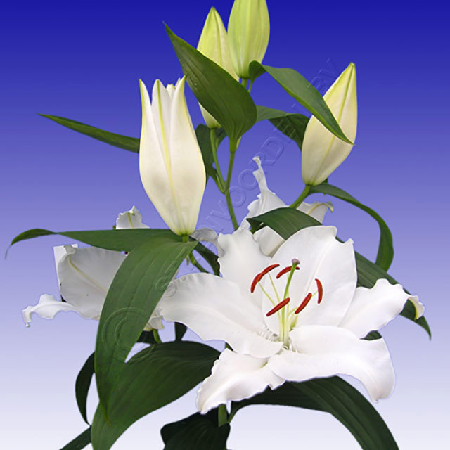 Lilium Oriental Thames Fine Webbing