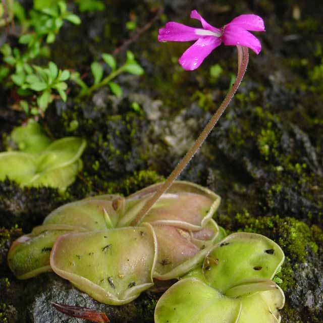 Pinguicula alpina