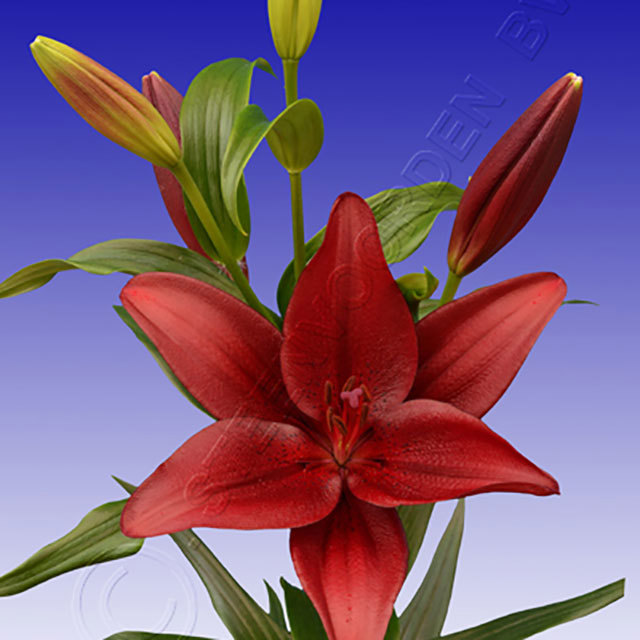 Lilium LA Hybrid Red Rock Fine Webbing