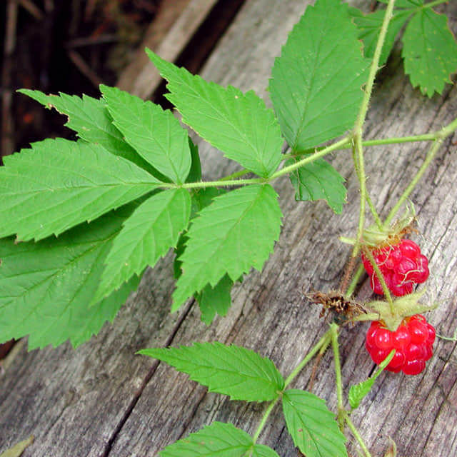 Rubus idaeus subsp. strigosus