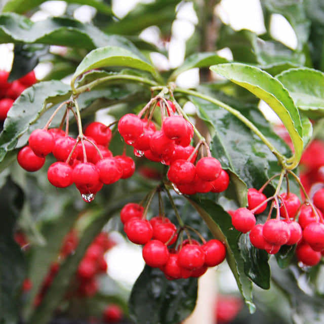 Ardisia japonica