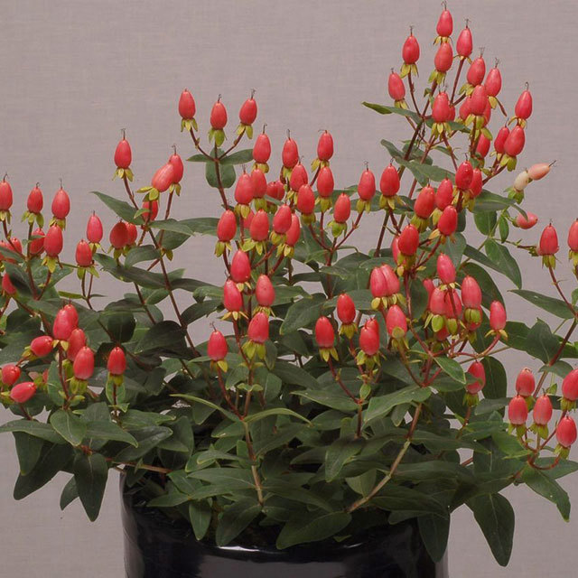 Hypericum Charming Pearl
