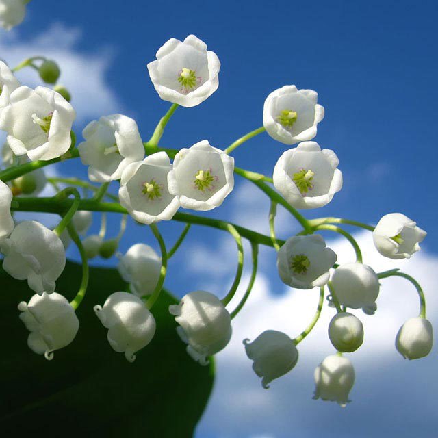Convallaria majalis