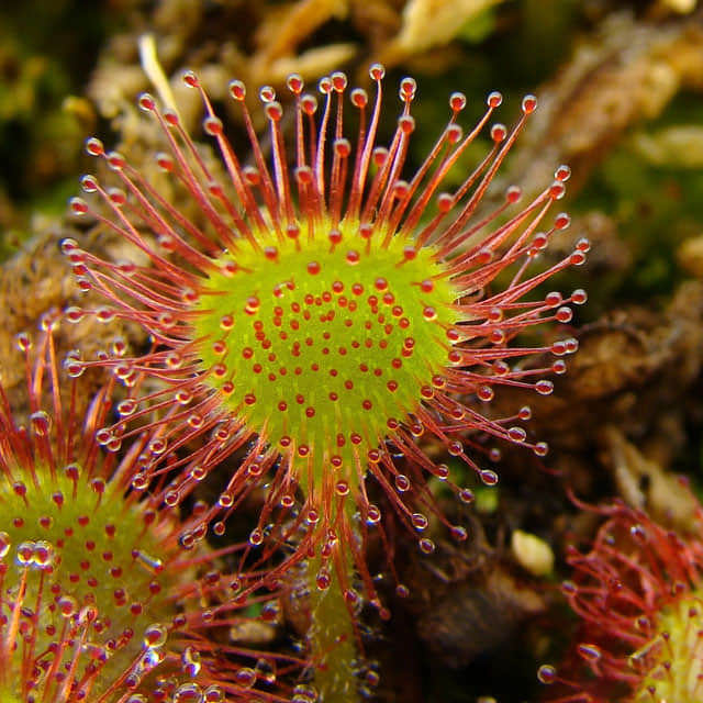 Drosera