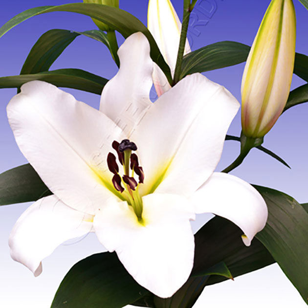 Lilium OT Saronno Sudden Leaf Drop