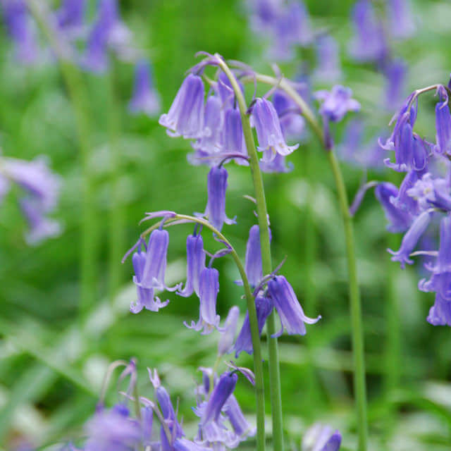 Hyacinthoides non-scripta