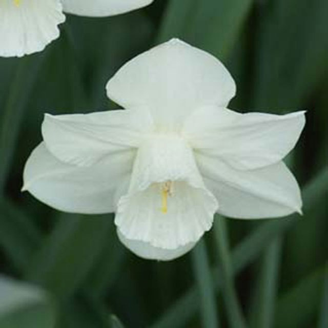 Narcissus Desdemona