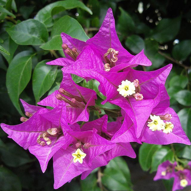 Bougainvillea
