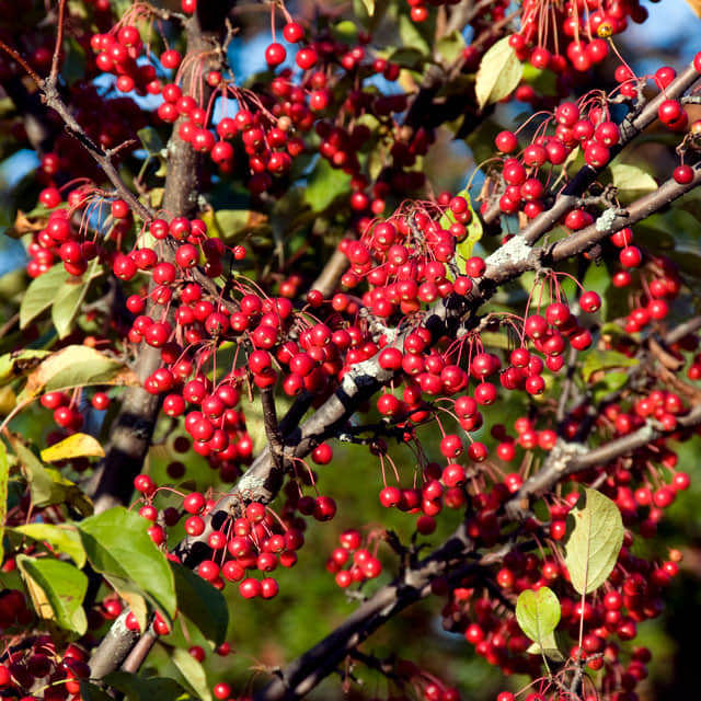Aronia arbutifolia