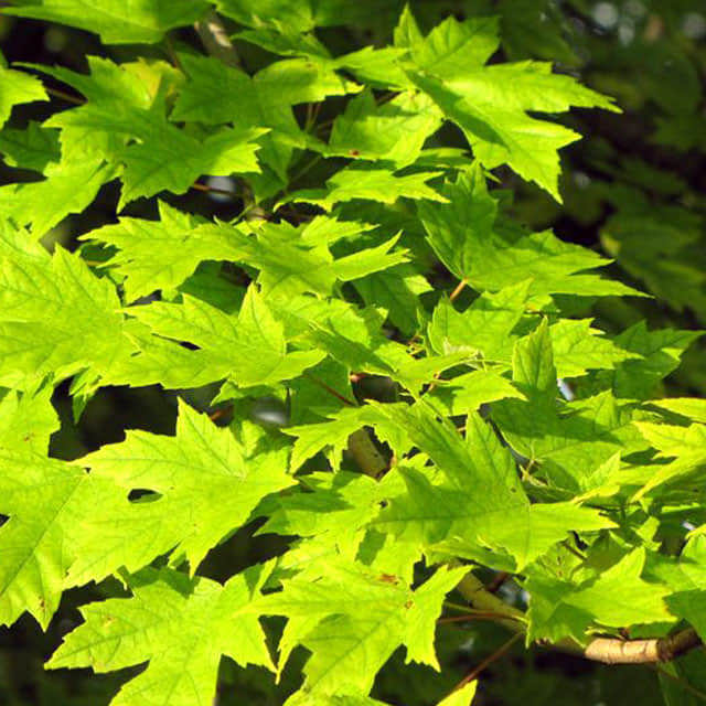 Acer saccharinum Fine Webbing