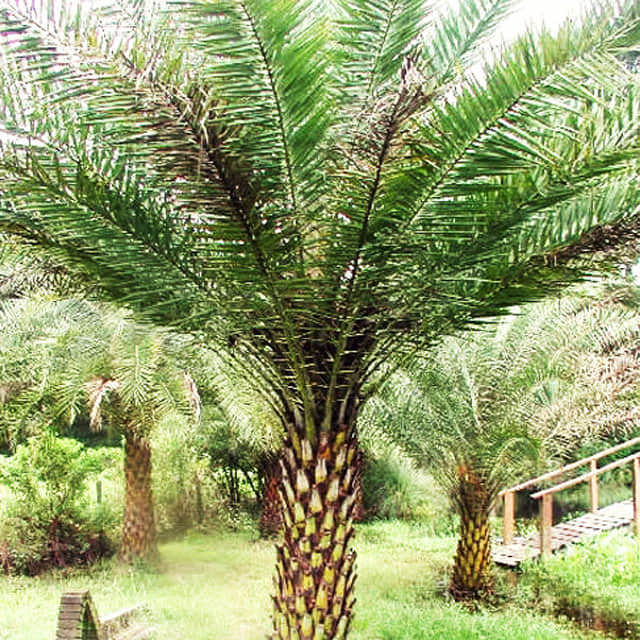 Phoenix sylvestris