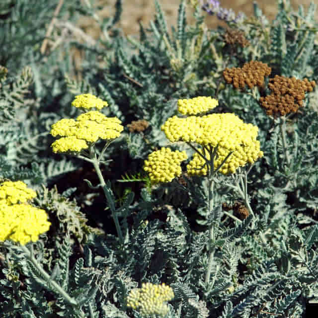 Achillea aegyptiaca