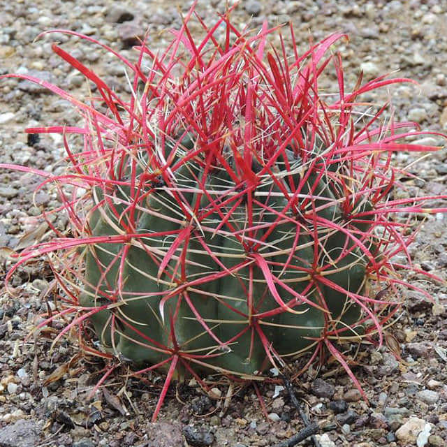 Ferocactus gracilis White Cottony Spots