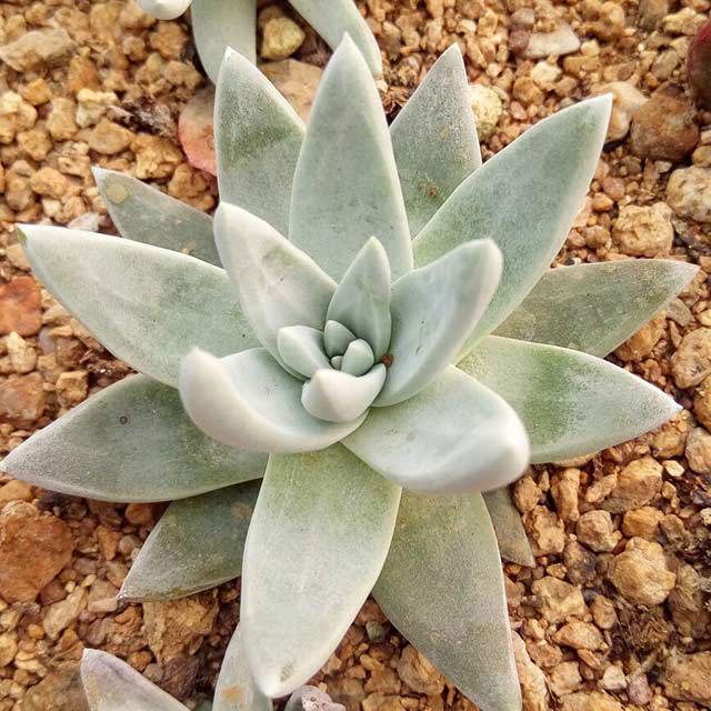 Dudleya greenei White Cottony Spots