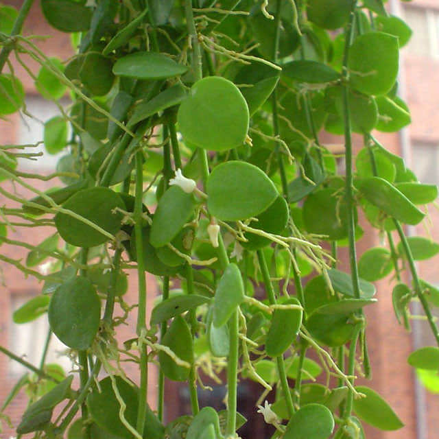 Dischidia nummularia