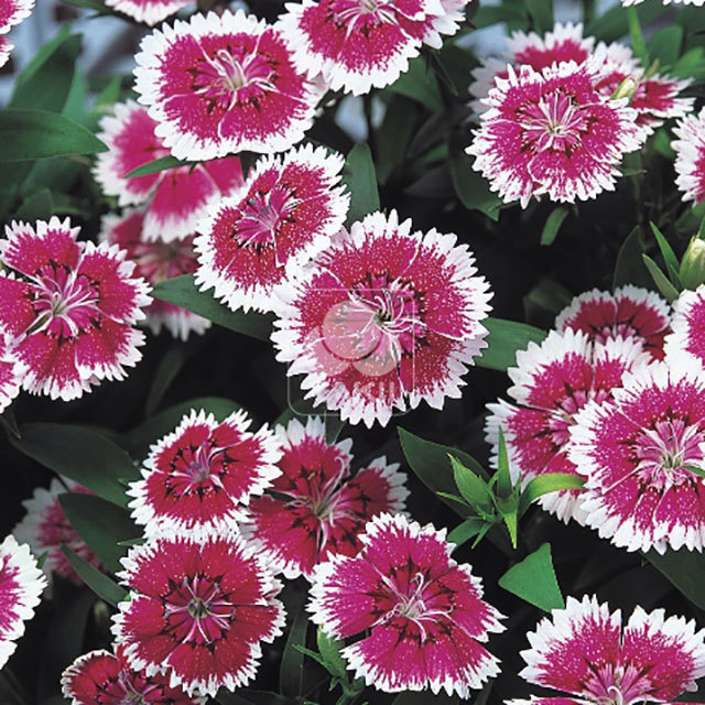 Dianthus Telstar F1 Purple Picotee White Powder