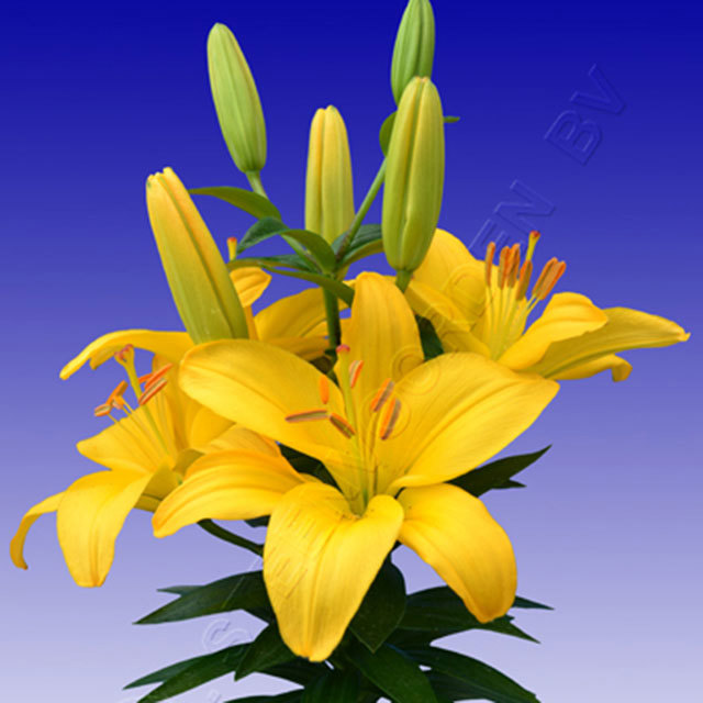 Lily Rio de Janeiro Macchie bianche cotonose