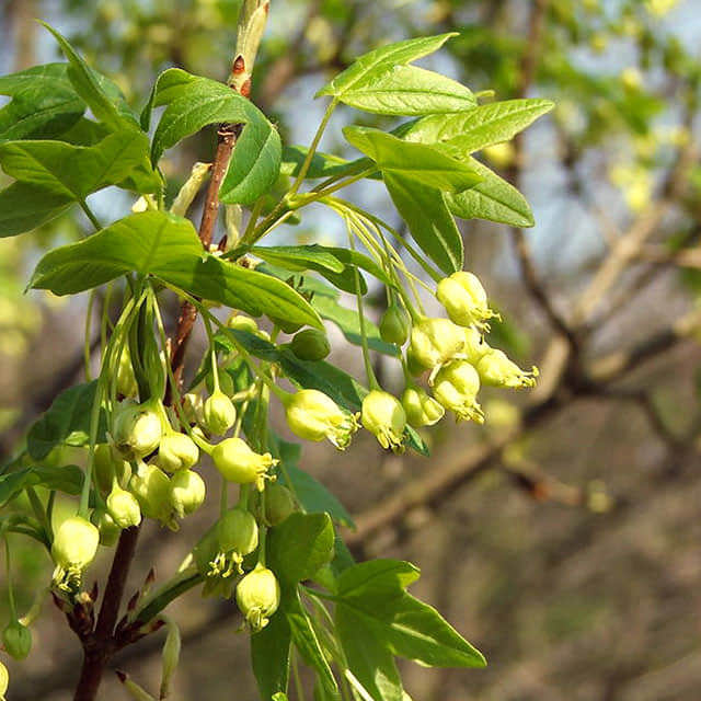 Acer monspessulanum Sticky Leaves