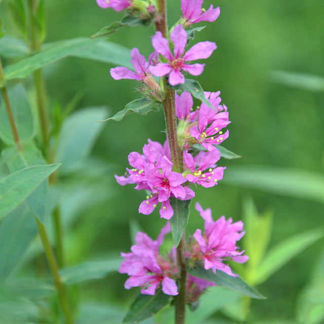 Lythrum salicaria