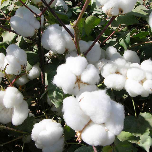 Gossypium
