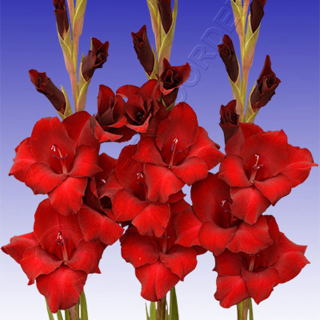 Gladiolus Espresso