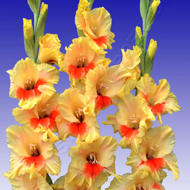 Gladiolus Jester