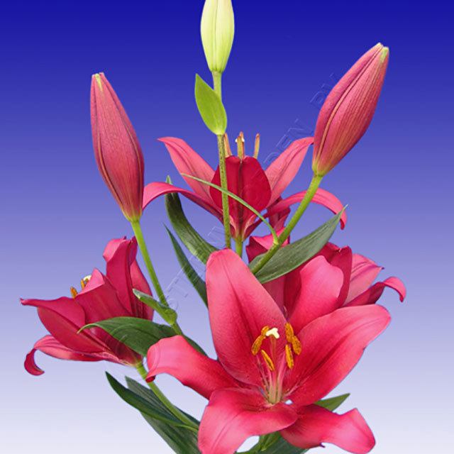 Lilium hybrid Bourbon Street White Powder