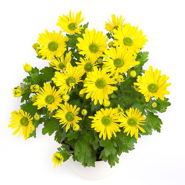 Dendranthema grandiflorum
