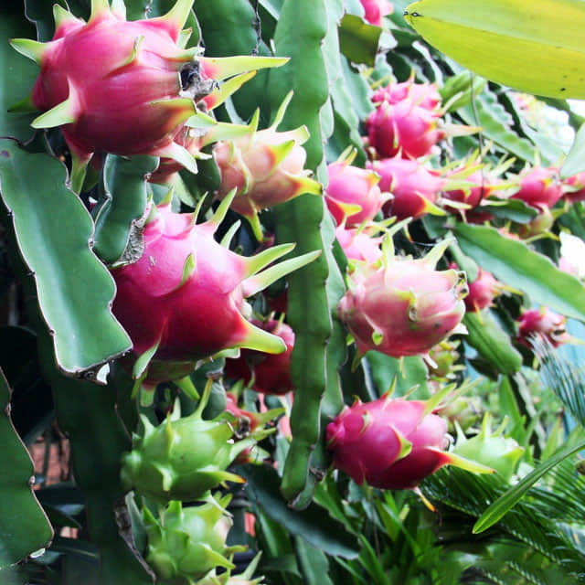 Hylocereus Drooping Leaves